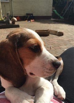 beagle-nose